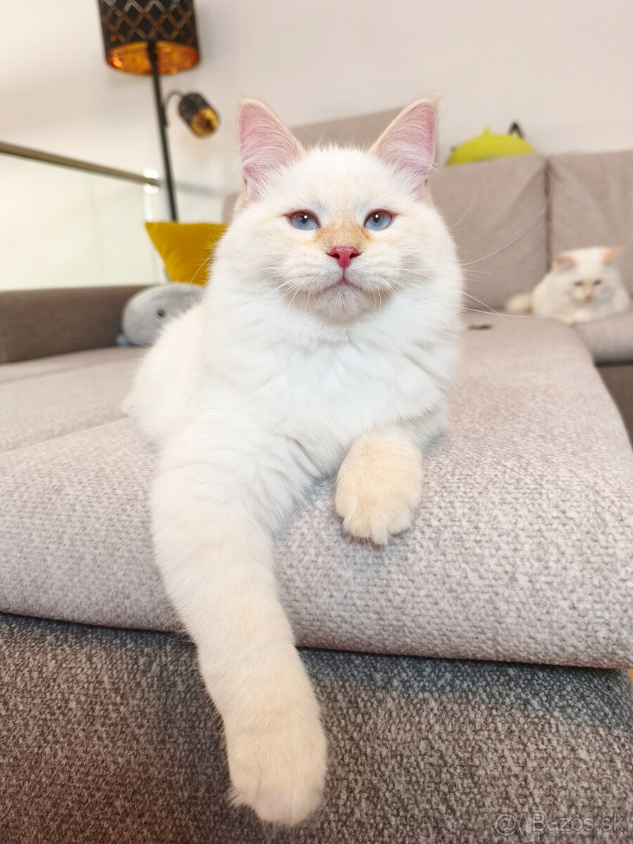 Mačiatka Neva Masquerade - 4