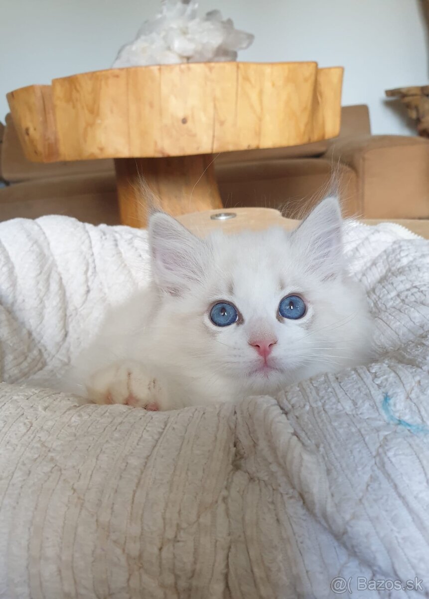 Ragdoll koťátko do chovu s PP - 4