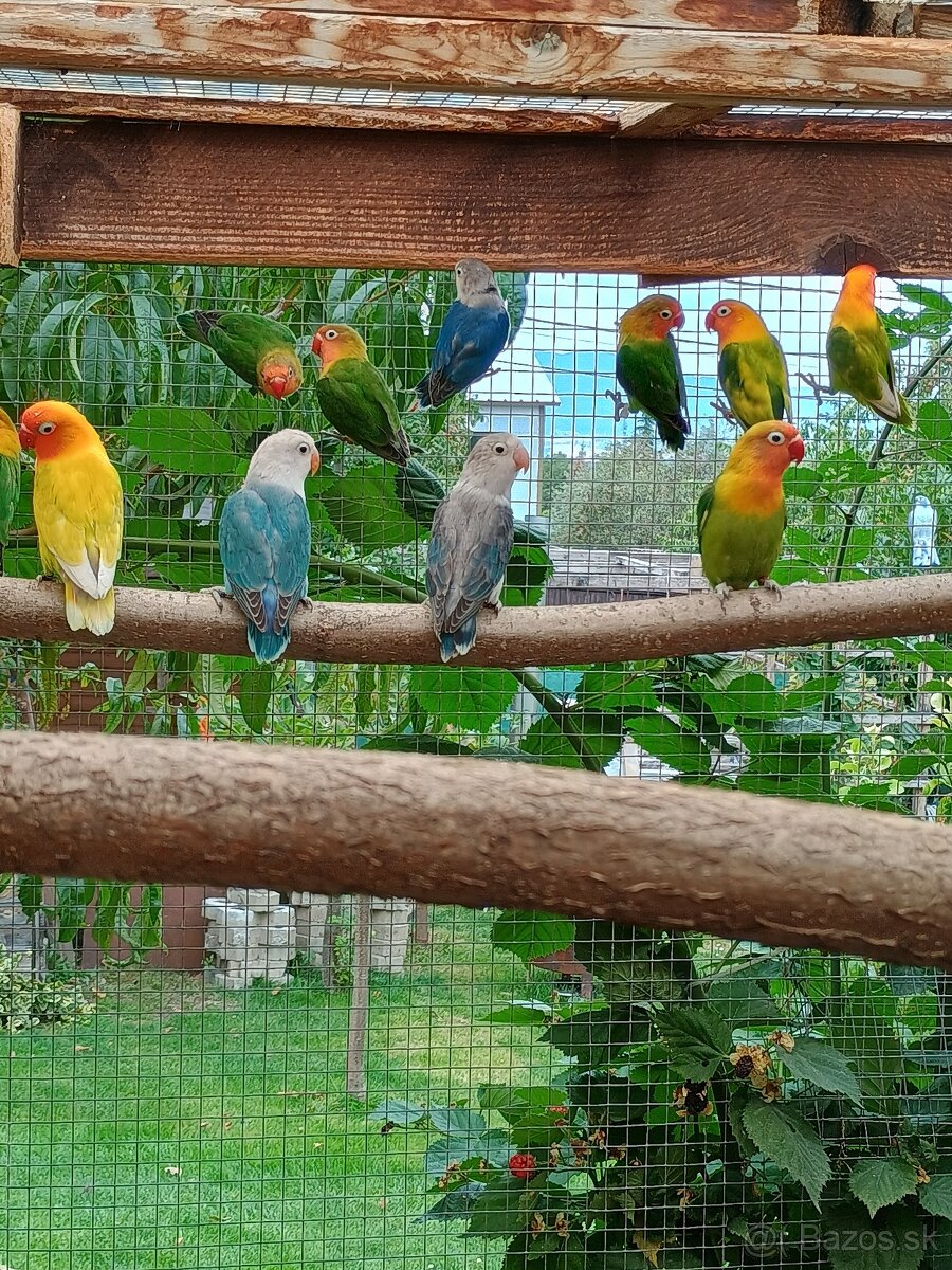 Predam agapornis fischer - 4