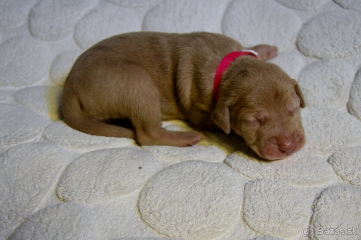 Louisianský leopardí pes s PP - 4