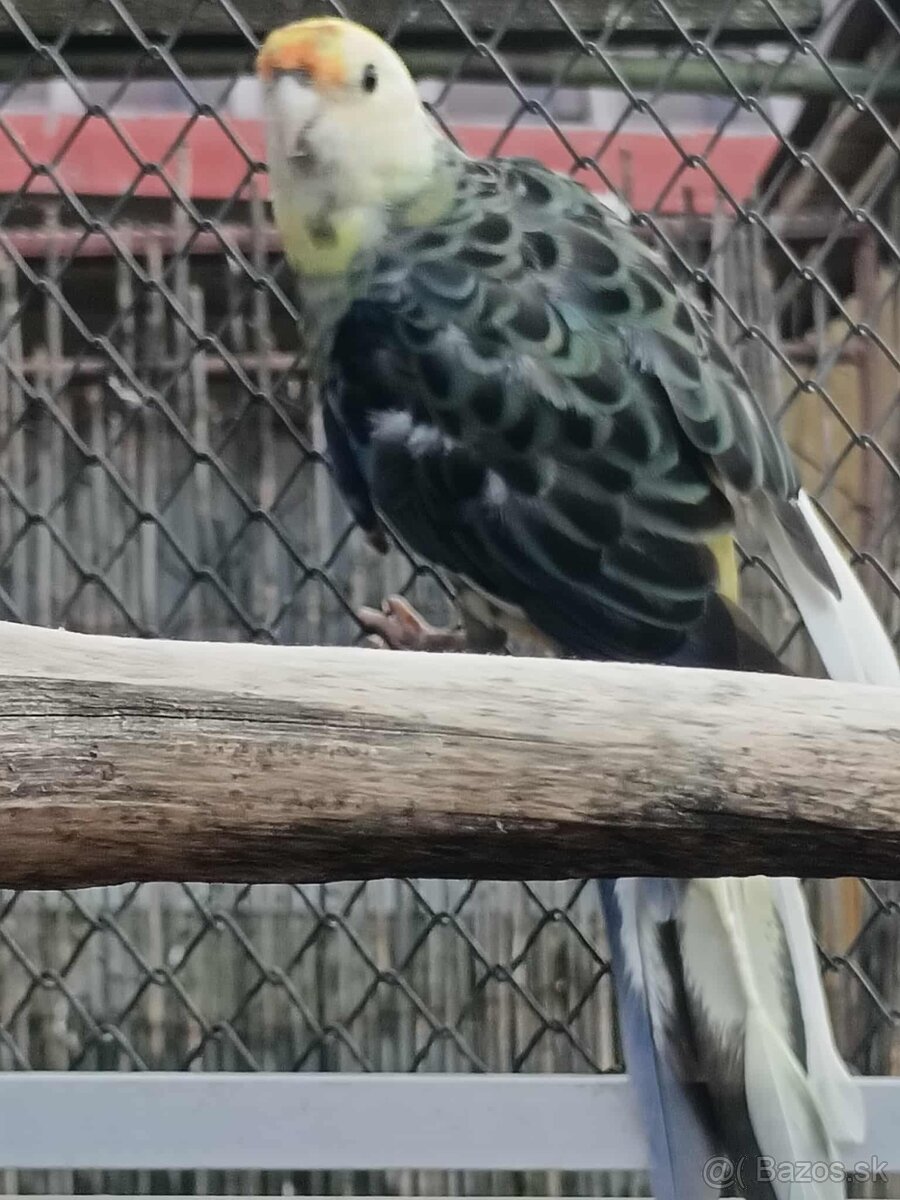 Penanty straky - predaj, výmena - 4