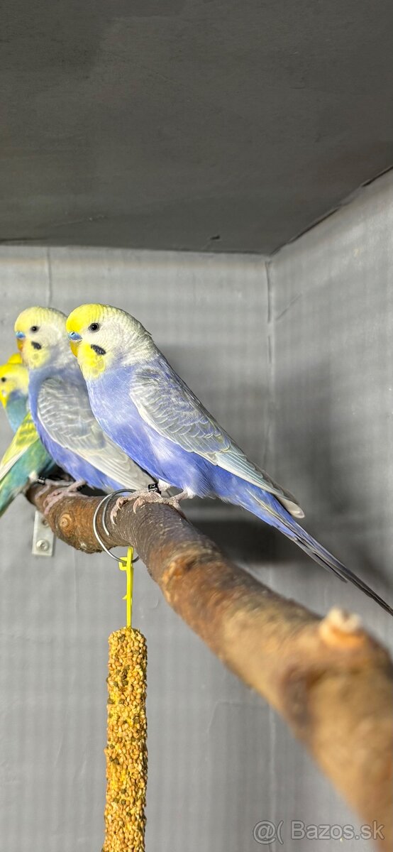 Andulky dúhové - 4