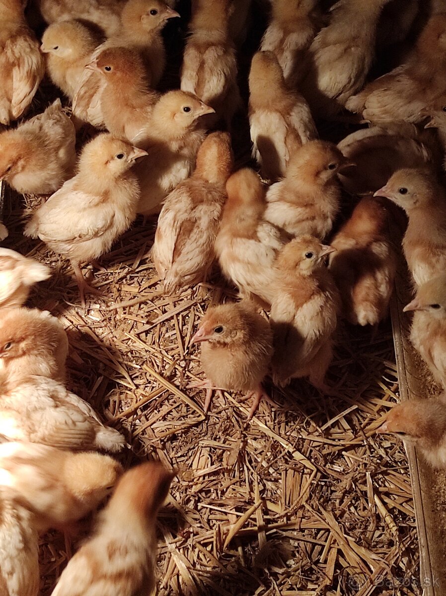 Kuričky, Kalimero - 4