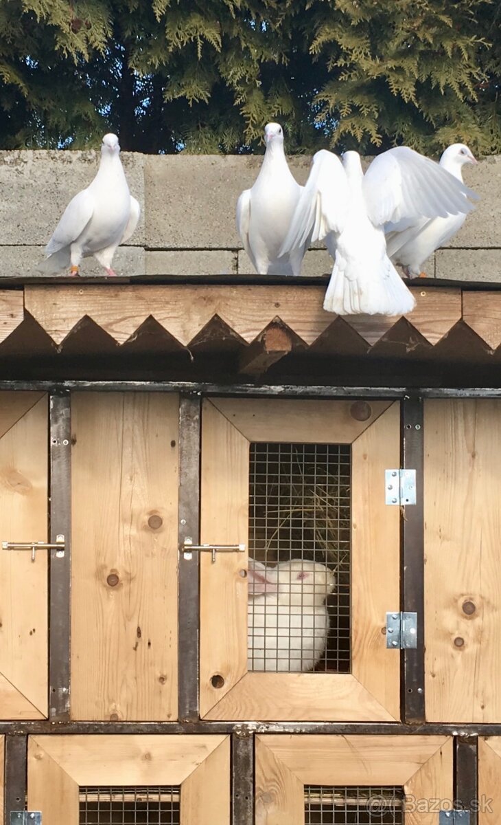 PREDAME Biele poštove holuby - 4