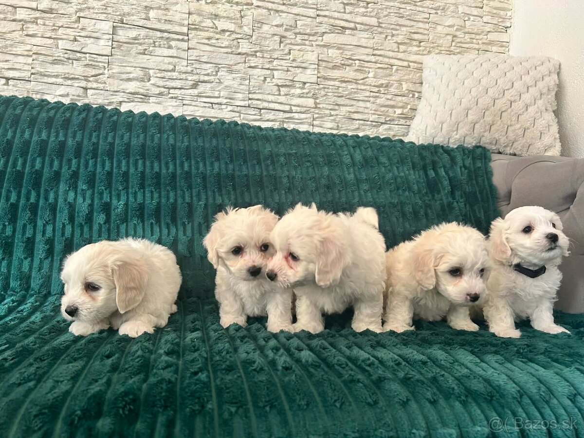 Čisto krvny maltezak - 4