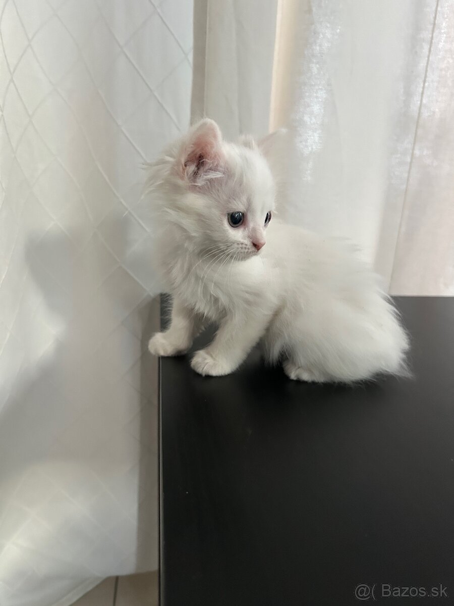 Predám bielu macicku Turecka angora - 4