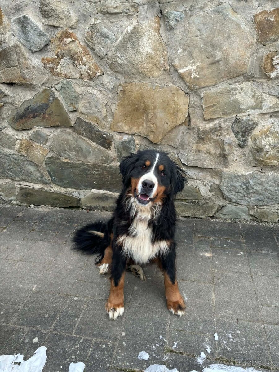 Bernský salašnícky pes - 4