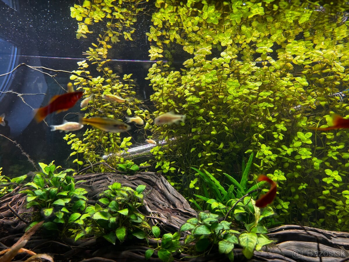 Rybyčky - akvaristika - 4