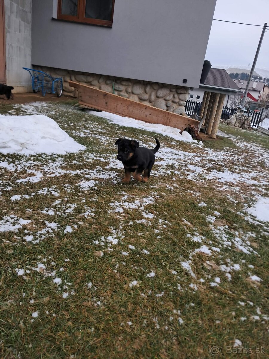 Nemecký ovčiak - 4