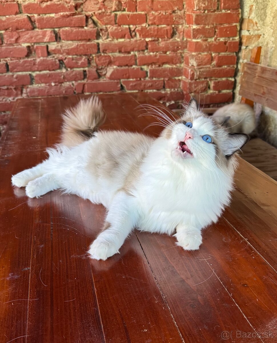 Ragdoll mačiatka s rodokmeňom, s PP FIFE - 4