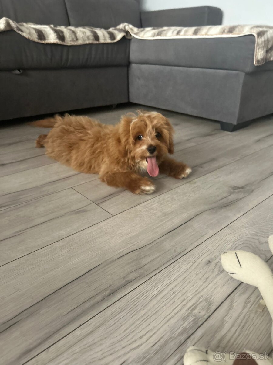 Šteniatko Cavapoo - 4
