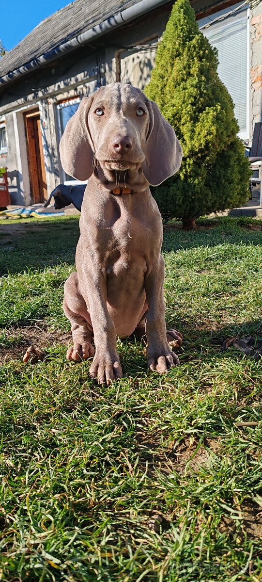 Weimarsky stavač - 4