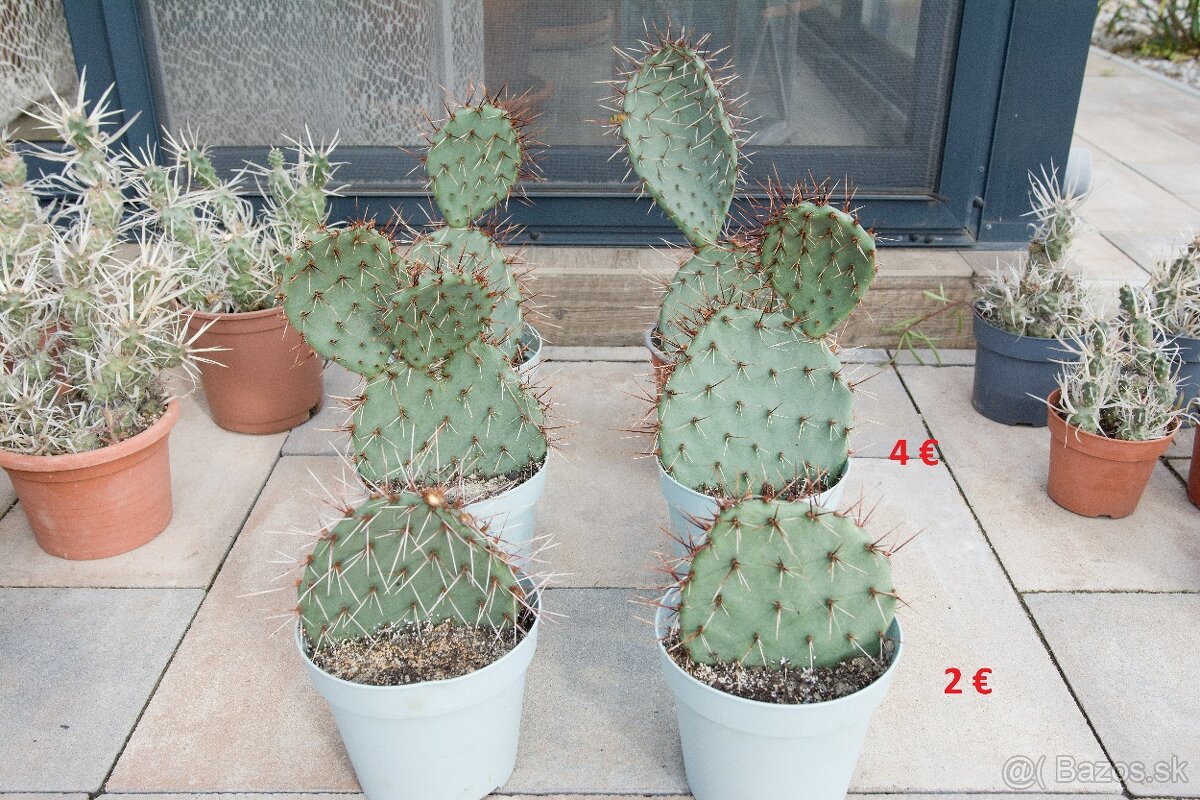 Predám kaktusy - 4