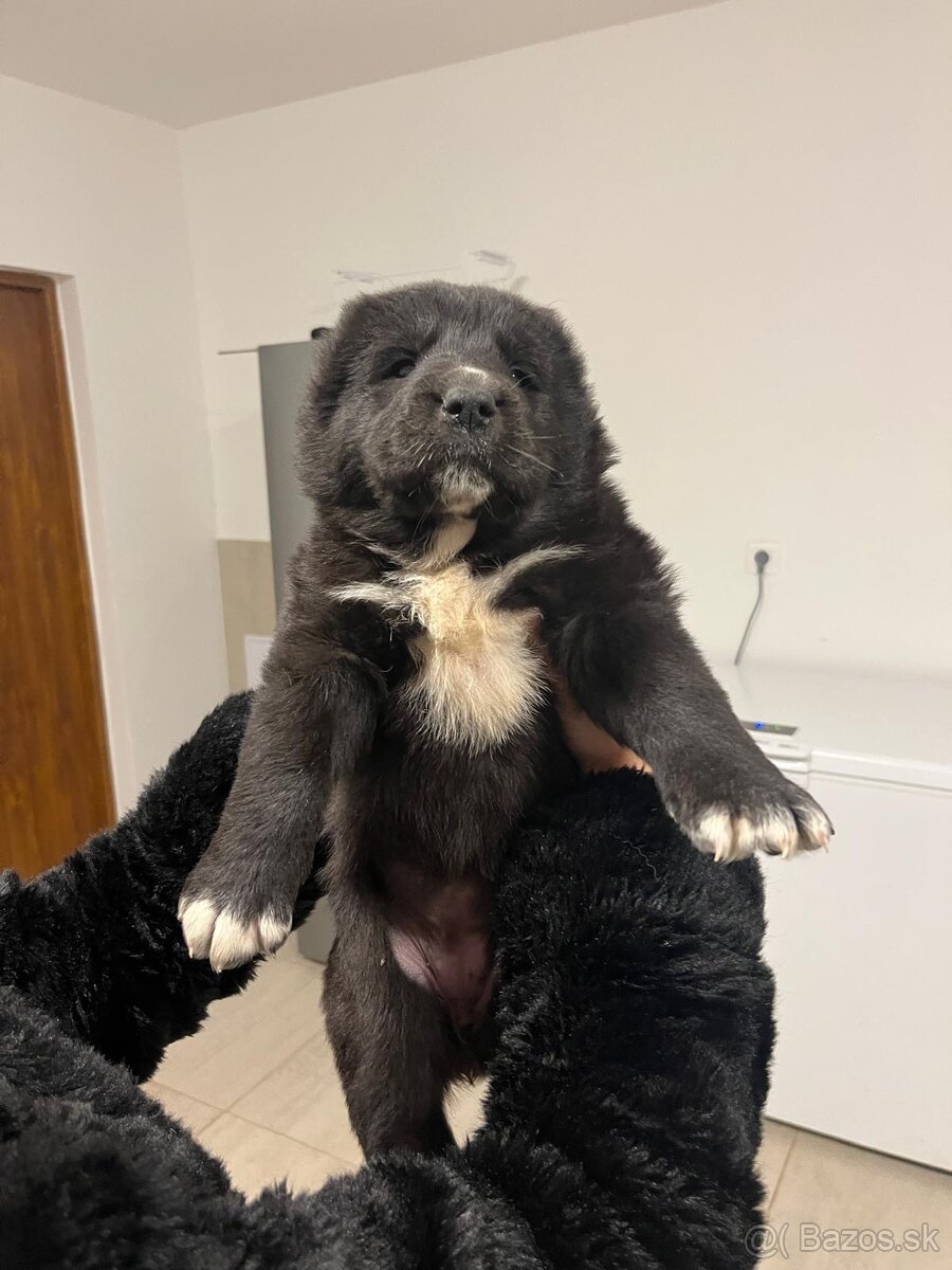 Stredoázijský ovčiak SAO - 4