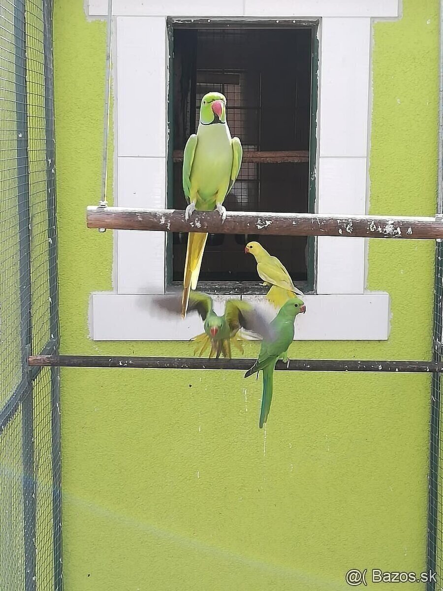 Alexander malý zelený Samček 2025,posledný kus. - 4