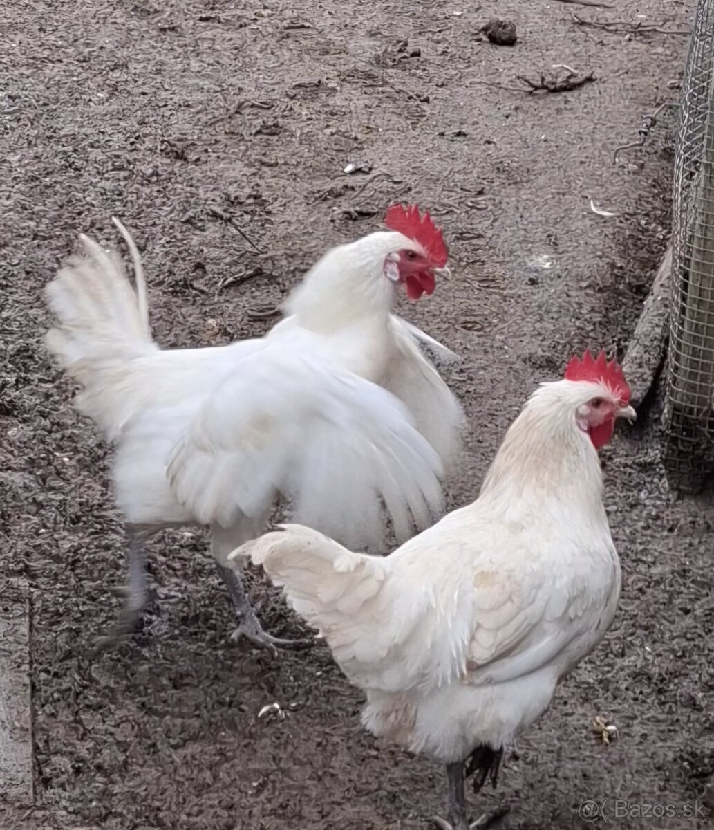 Predám mladých kohútov - 4