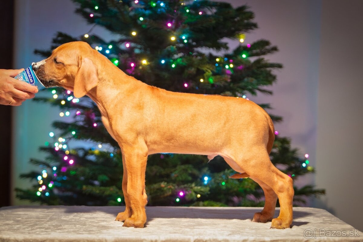 Rhodesian Ridgeback - 4