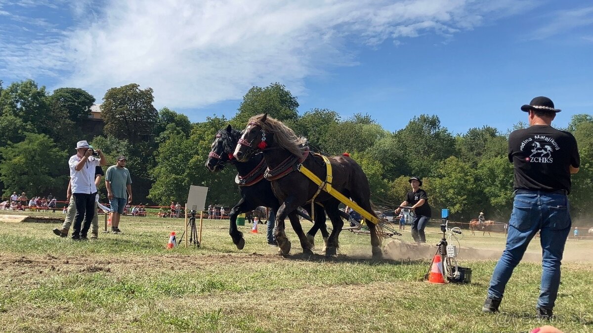 Pripúšťanie plemennými žrebcami - 4