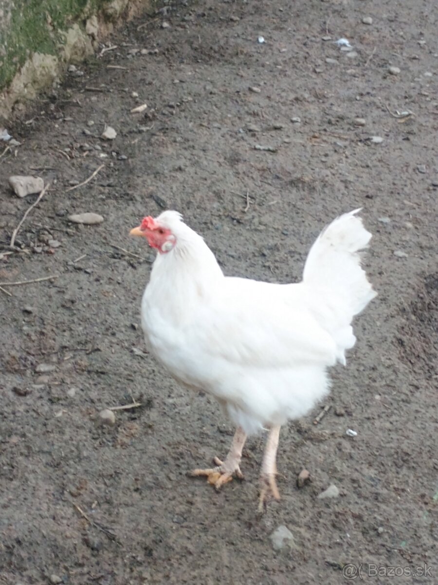 Predám kohúta - 4