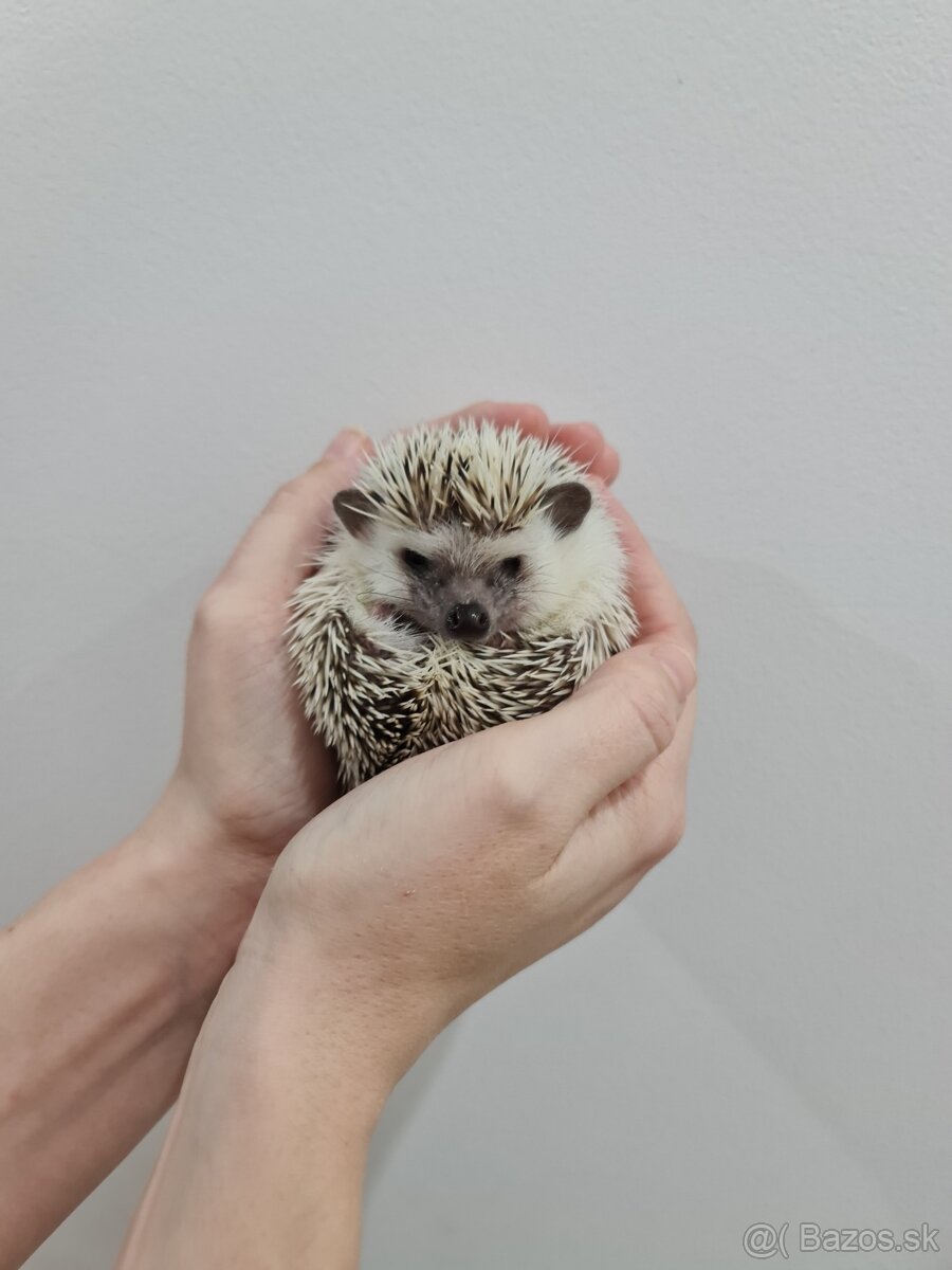 Ježko africký bielobruchý - 4