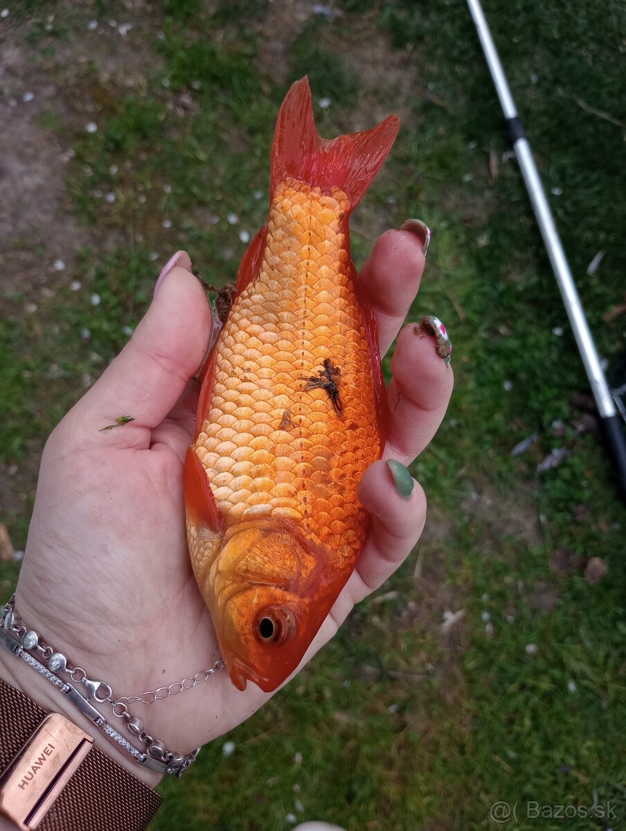 Jazierkové ryby - 4