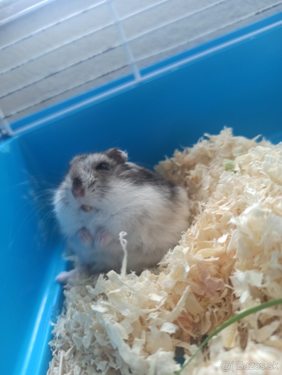 Škrečok + klietka - 4