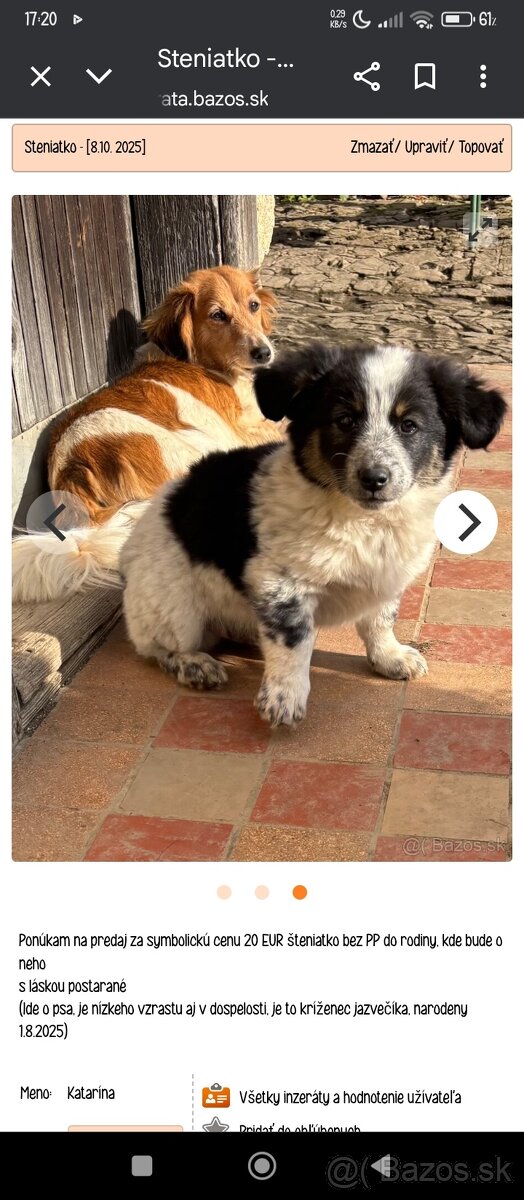 Hľadám psíka šteniatko do bytu - 4