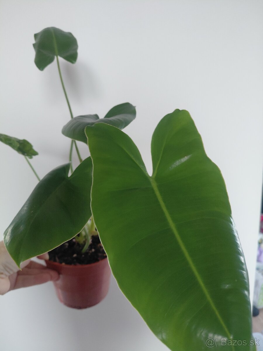 Philodendron Burle Marx - 4