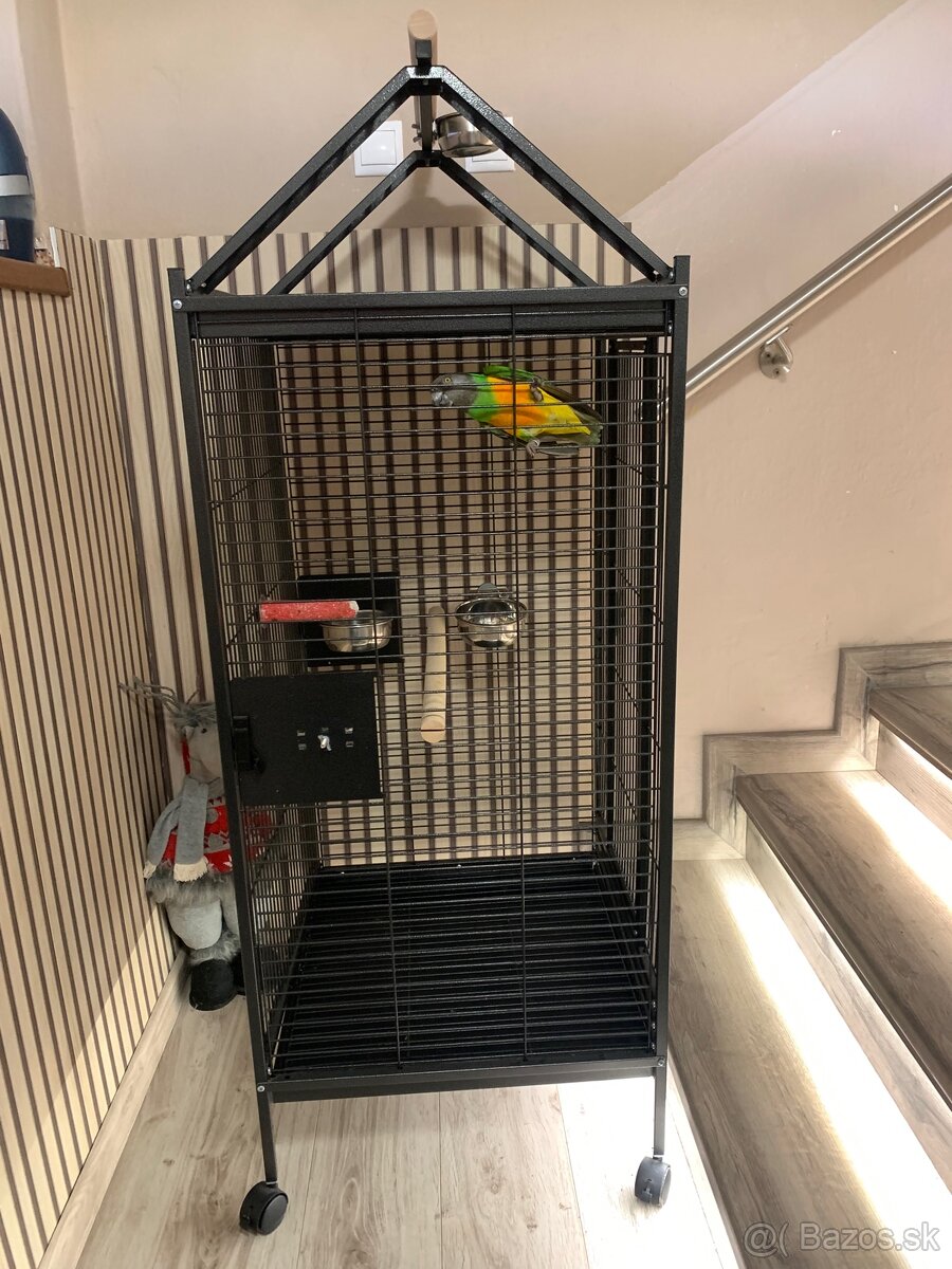 Papagaj senegalsky - 4