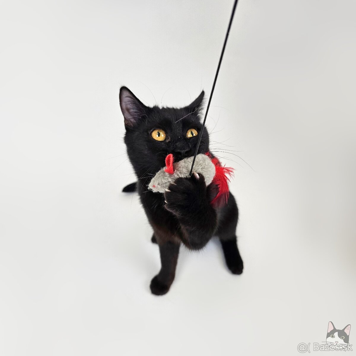 Drobunká POPPY hľadá domov - 4