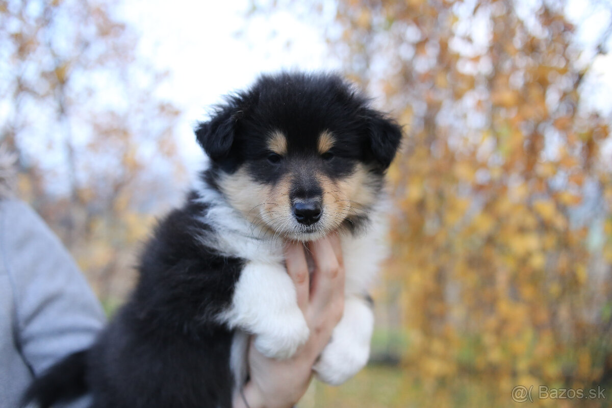 Kólia dlhosrstá - šteniatka s PP (FCI) - 4