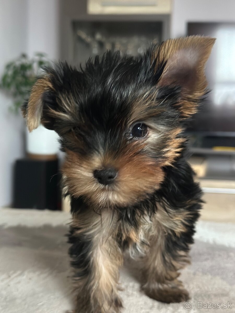 Yorkshirsky terier s PP - 4