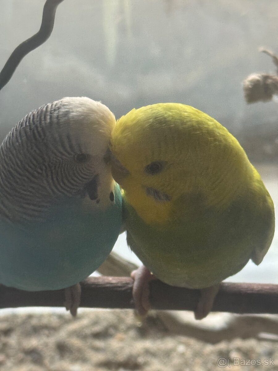 Len do milujucej rodiny Parik samec + samicka 🦜🦜 Andulky - 4