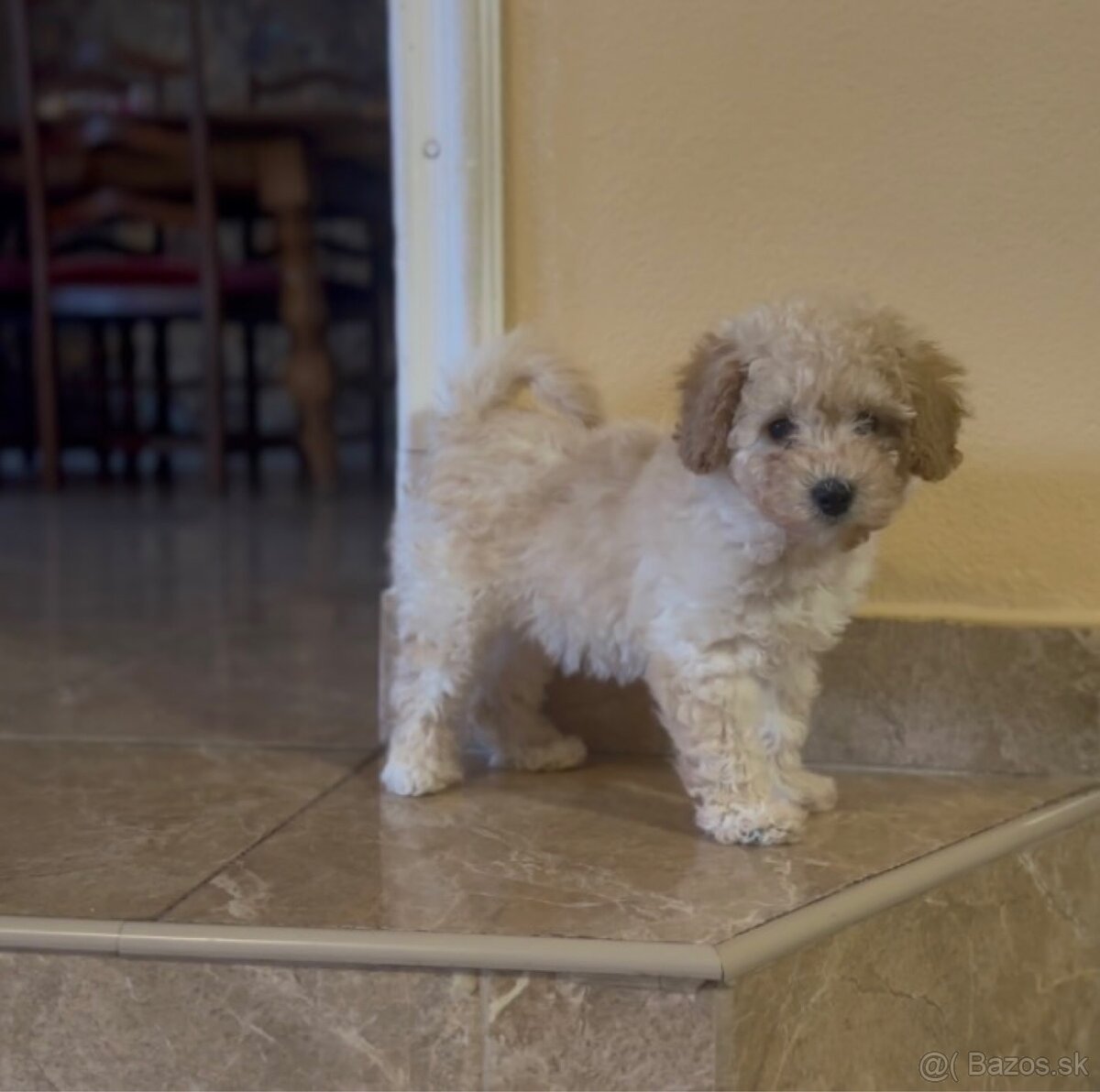 Toy pudel Mini fenka - 4