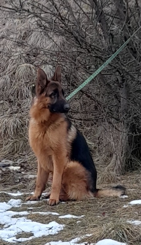 NEMECKÝ OVČIAK - 4