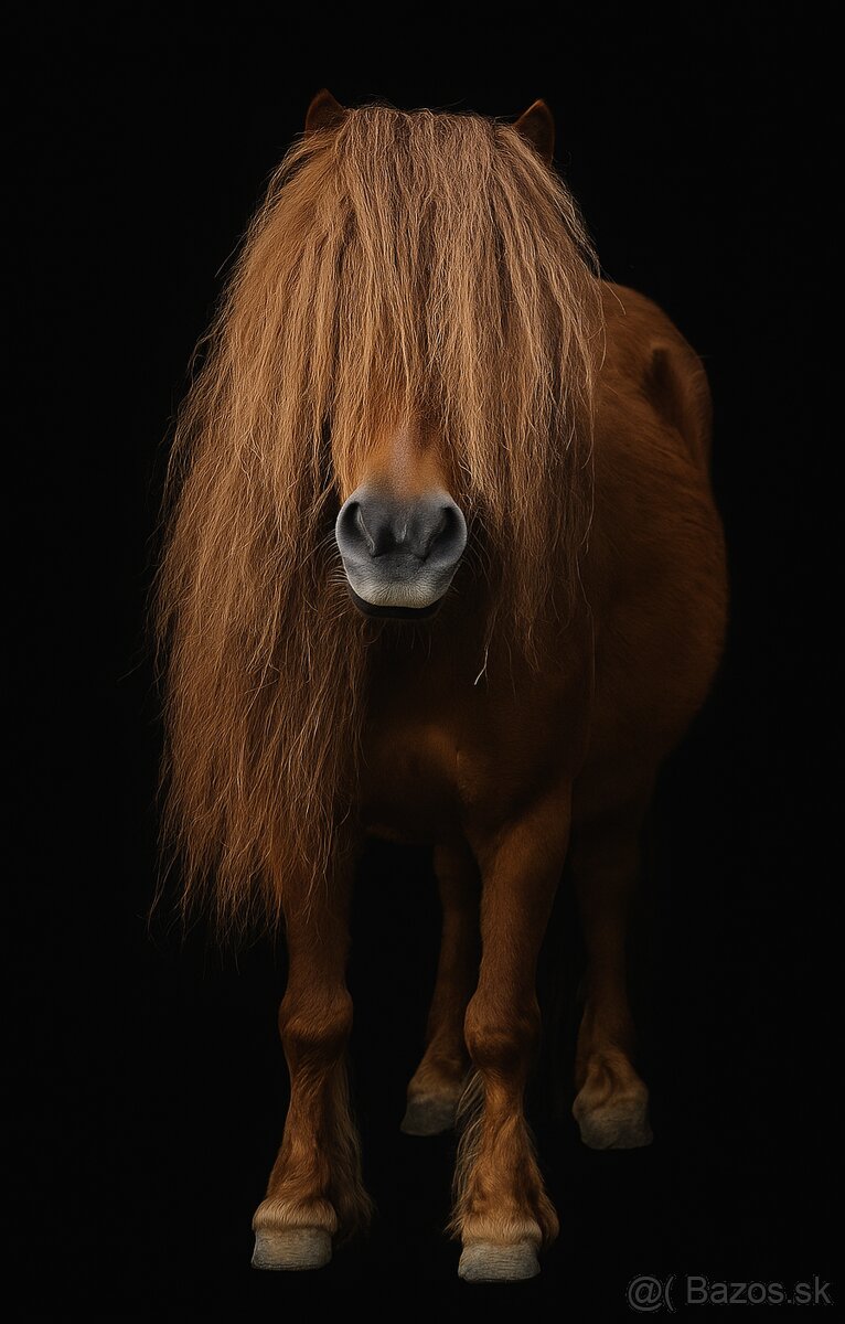 Minishetland kobyla - 4