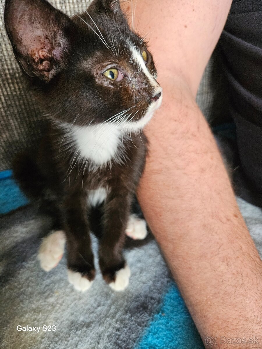 Darujem mačiatka - 4