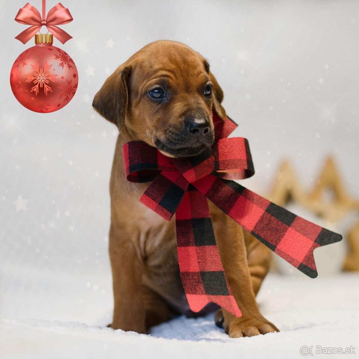 Rhodesian Ridgeback s preukazom pôvodu - 4