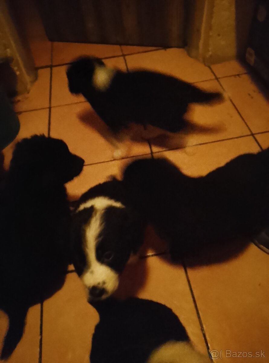 Predám šteňatá - 4