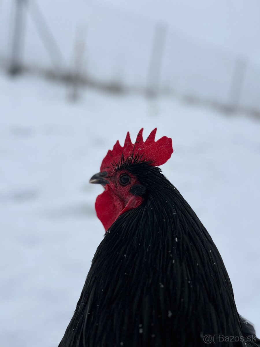 Predám kohútov Australorpky čiernej - 4