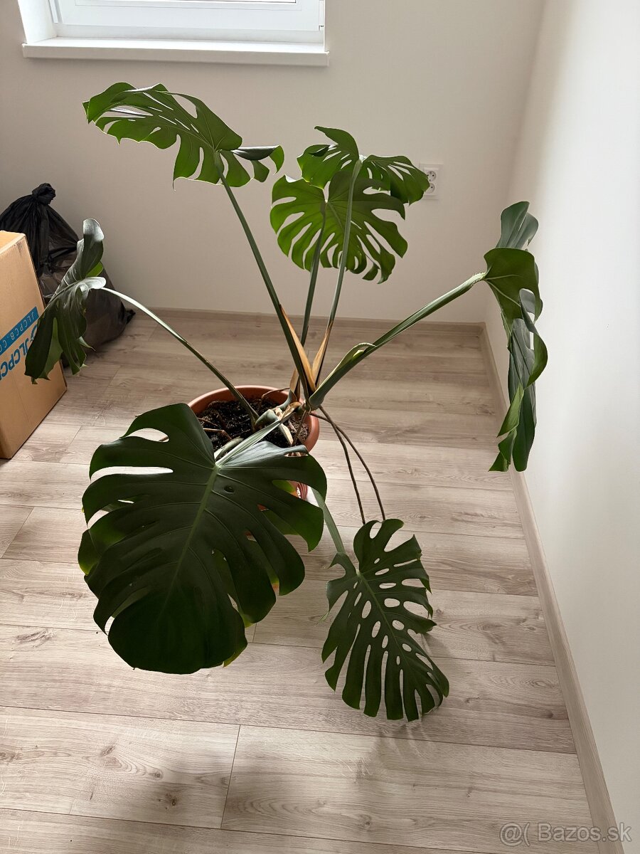 Monstera - 4