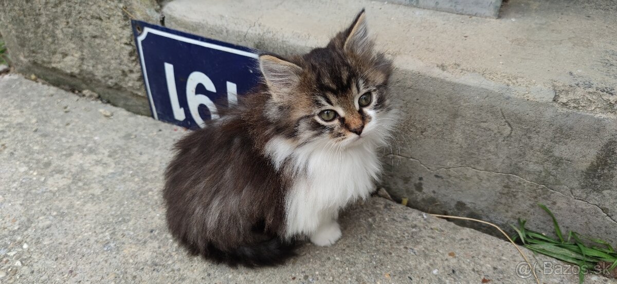 Darujem mačiatka - 4