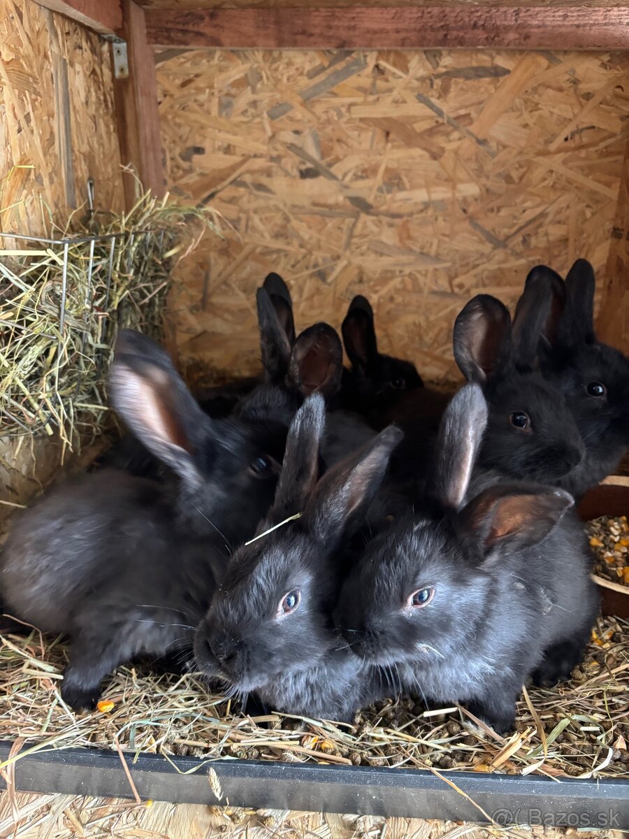 Králik - 4