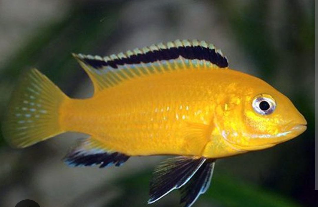 Predám Sciaenochromis fryeri a Lab. Yellow - 4