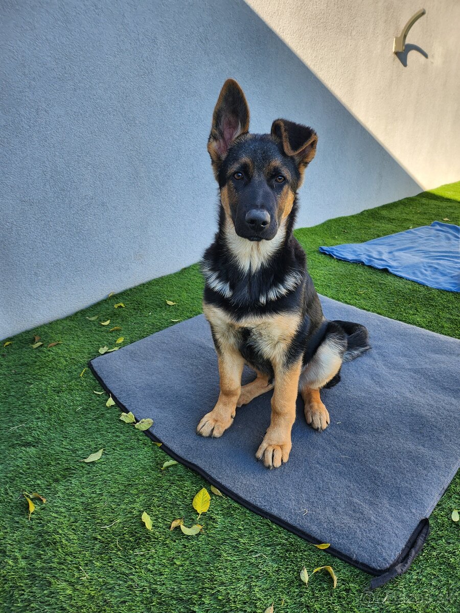 Nemecký Ovčiak - 4