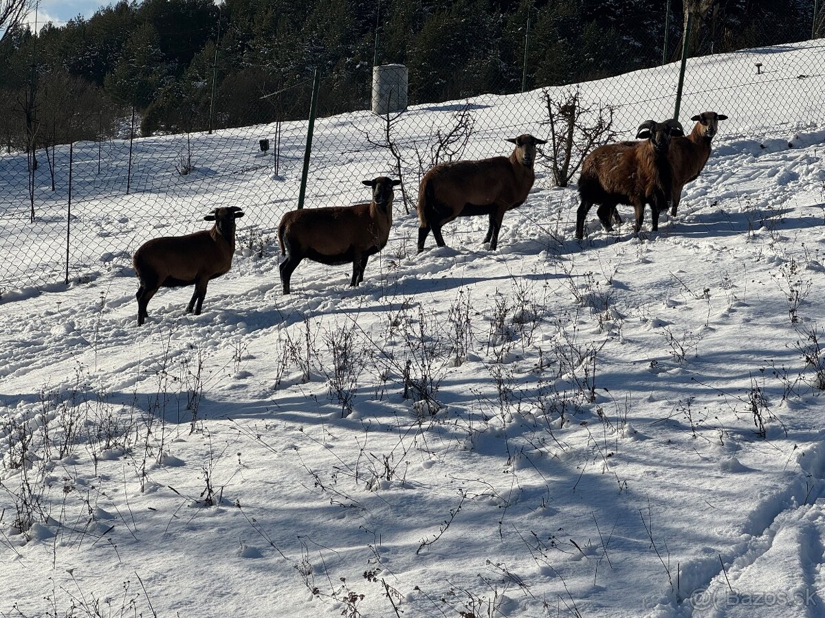 Predám kamerunské ovce - 4