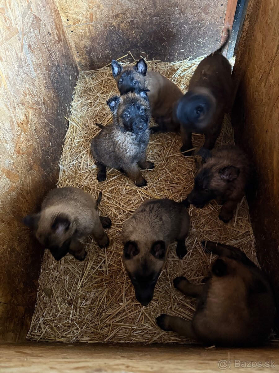 Belgický ovčiak bez PP - 4