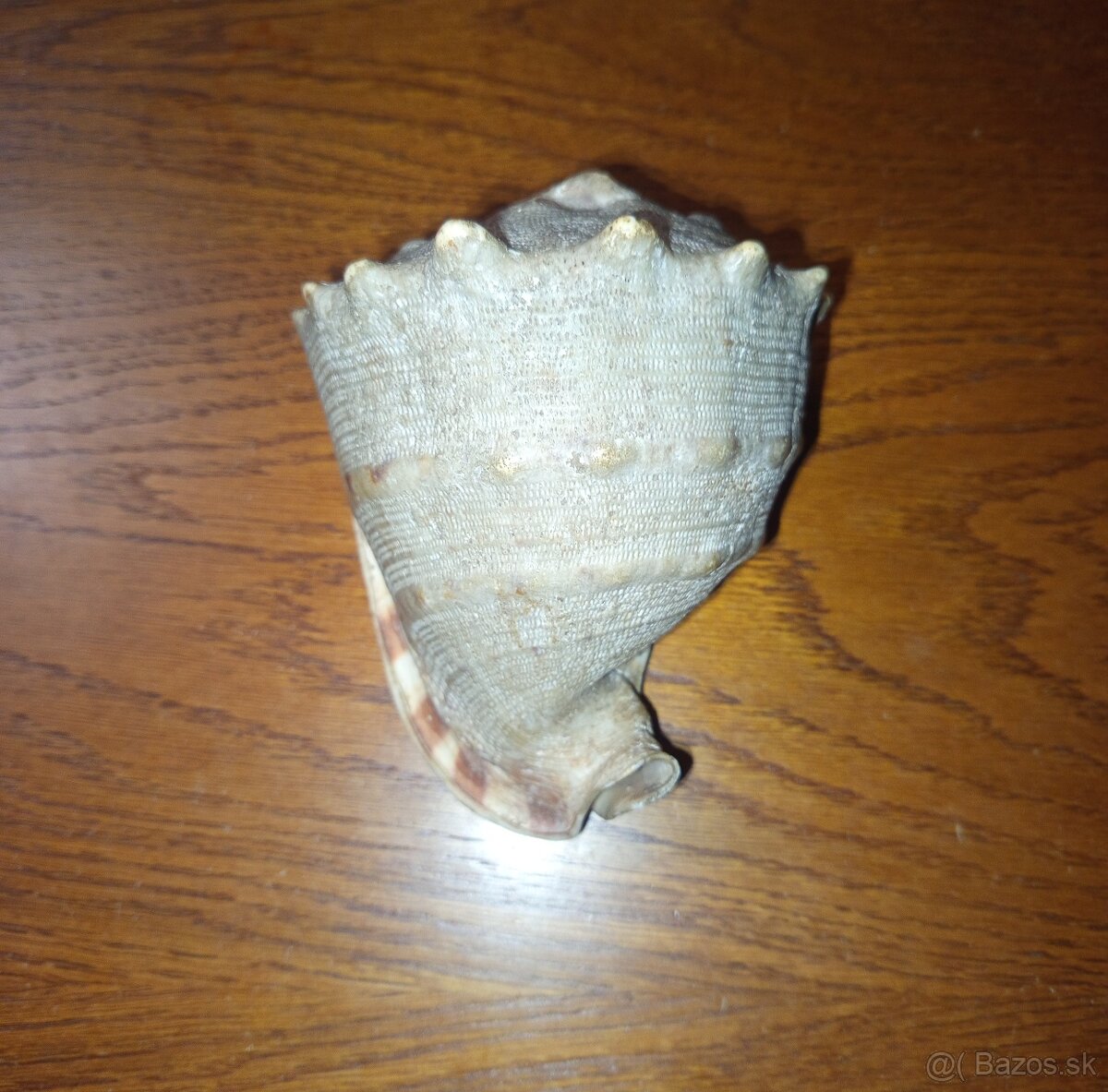 morská mušľa Prilbovka (Cassis) - 4