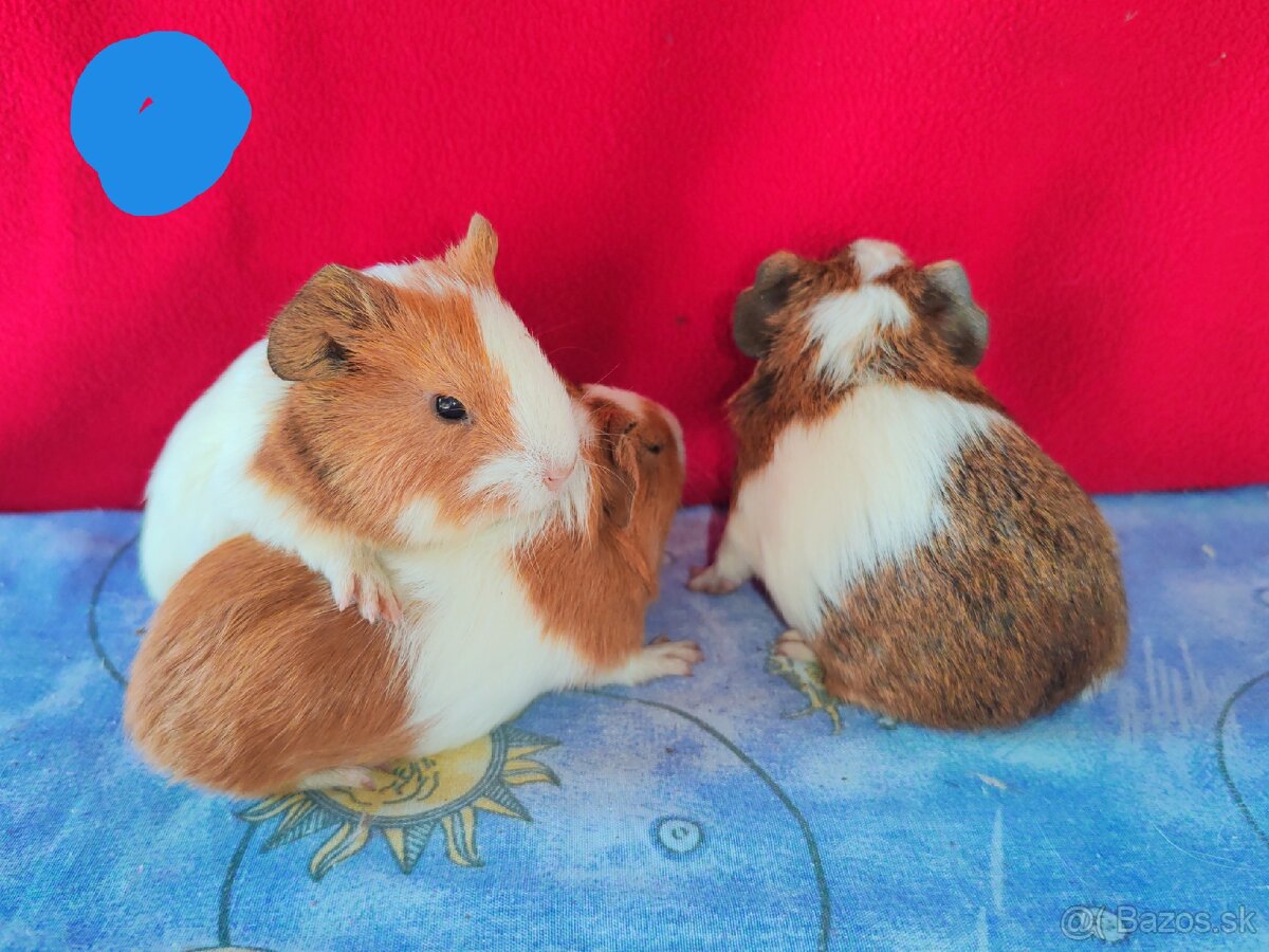 Morské prasiatka, morča, morčatá 🐹 - 4