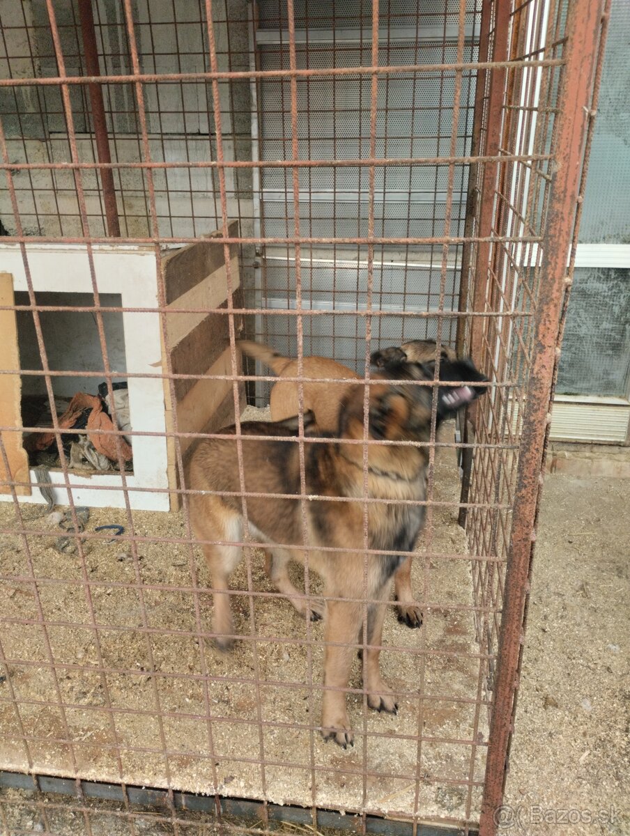 Belgický ovčiak - 4